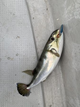 ライトジギング釣行