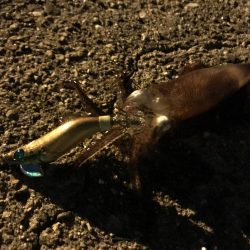 ライトエギング