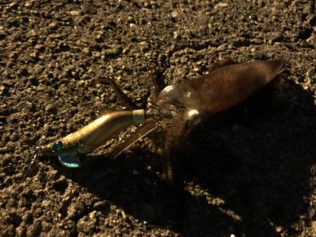 ライトエギング