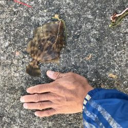 うみけむしの乱