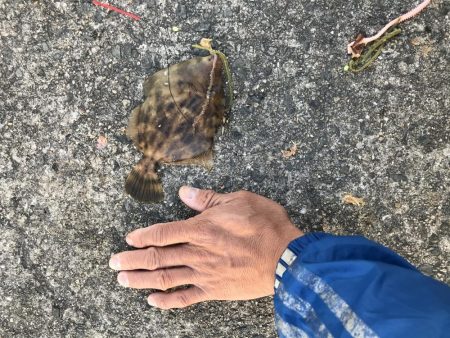 うみけむしの乱