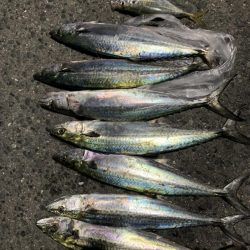 入れ食い爆釣！