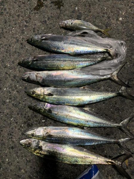 入れ食い爆釣！