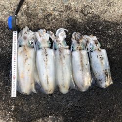 2020佐渡ヶ島エギング 42回目