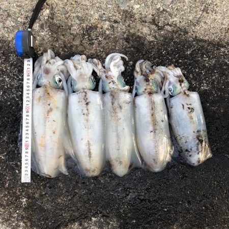 2020佐渡ヶ島エギング 42回目