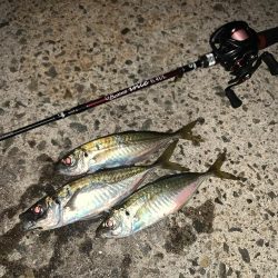 淡路島にアジを求めて