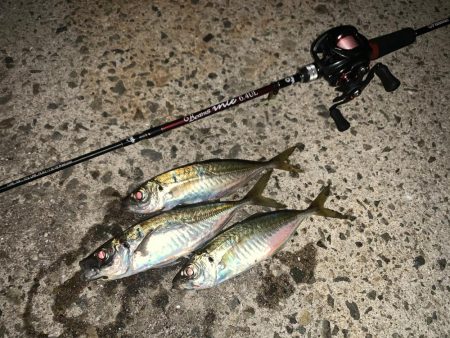 淡路島にアジを求めて