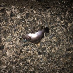 今シーズン初メバリング