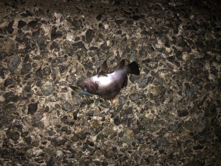 今シーズン初メバリング