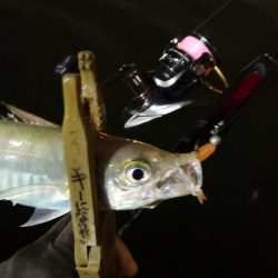 アジング練習  225  鱗付け作戦 Revo ALX THETA 1000S