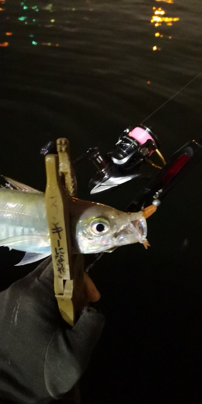 アジング練習  225  鱗付け作戦 Revo ALX THETA 1000S