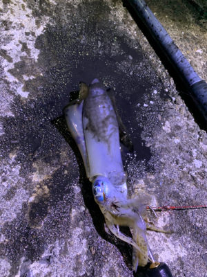 アジでイカを釣る