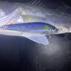 シーバスとアジング