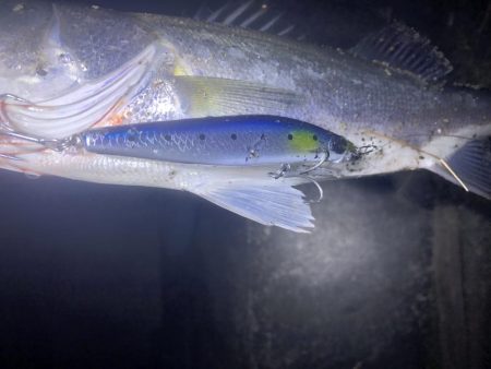 シーバスとアジング