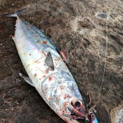 ショアジギング エギング