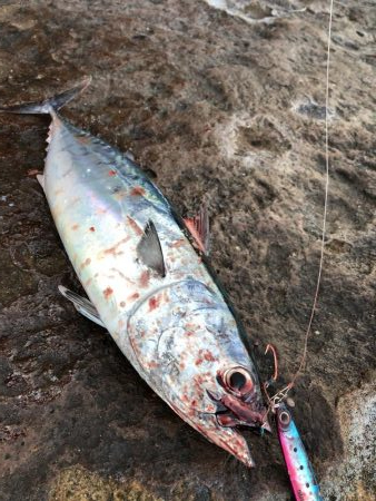 ショアジギング エギング