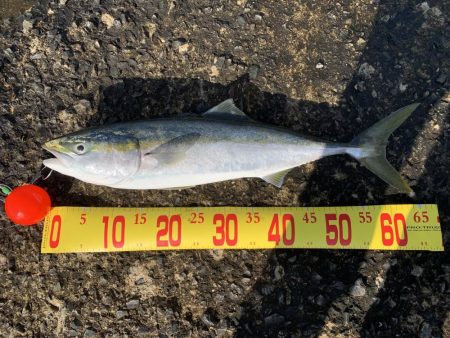 ショアジギにて