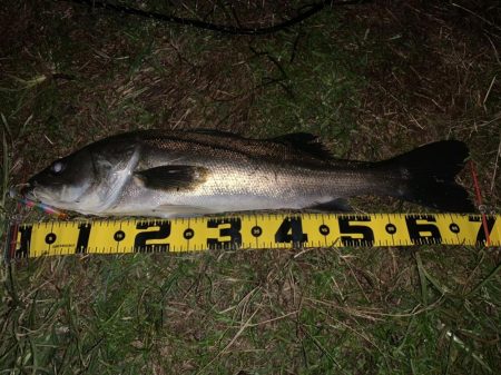 秋の夜長に河鱸