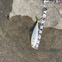 メジロとベイトが湾奥へ