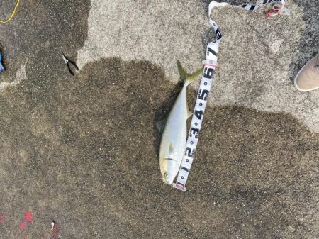 メジロとベイトが湾奥へ