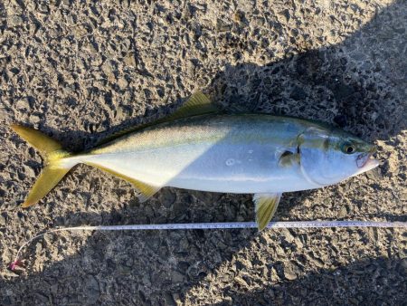 大阪湾いい感じ!