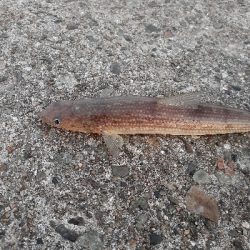 ギリハマチ、ギリランカーシーバス