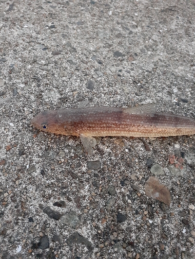 ギリハマチ、ギリランカーシーバス