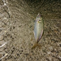 小潮でも高活性♪