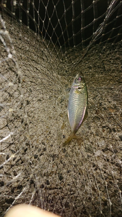 小潮でも高活性♪