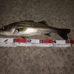 夕まずめシーバス