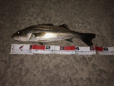 夕まずめシーバス