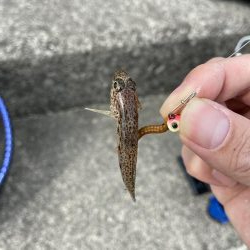 デイライトゲーム