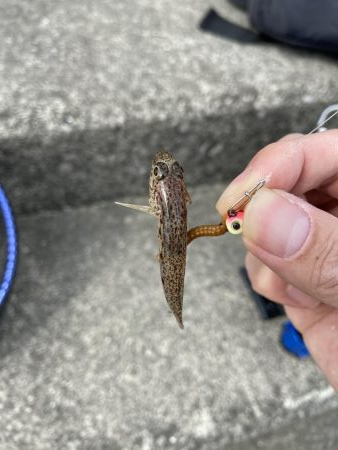 デイライトゲーム