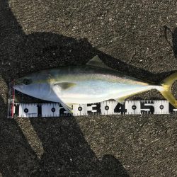 飲ませでメジロ