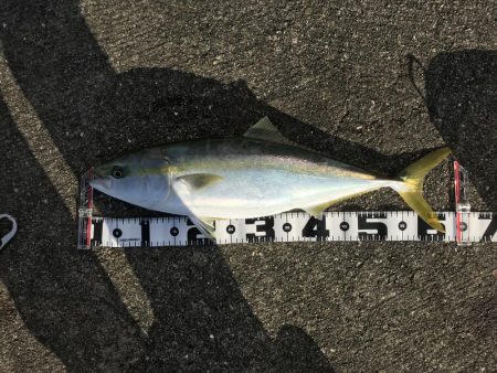 飲ませでメジロ