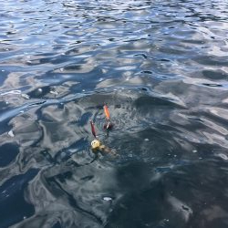 ボートエギング