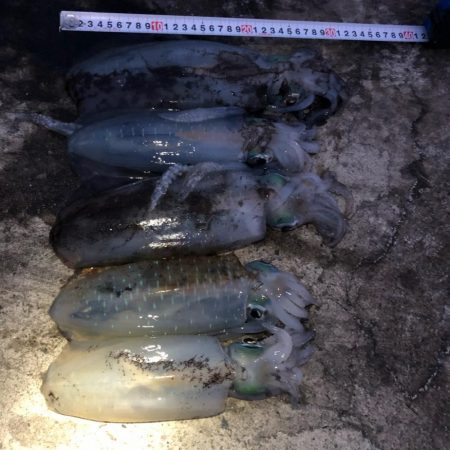 2020佐渡ヶ島エギング 45回目