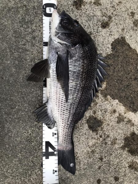 イチノ兄弟、釣果！