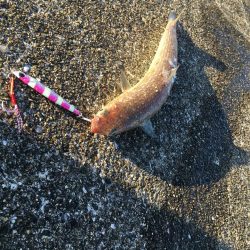 あと少しでメジロ