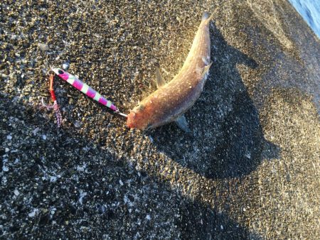 あと少しでメジロ