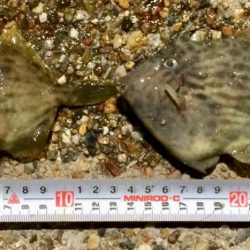 満開 カレイの花