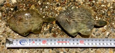 満開 カレイの花