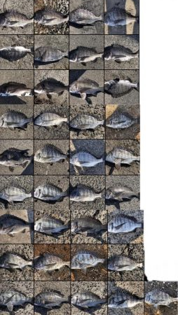 イチノ兄弟、釣果!