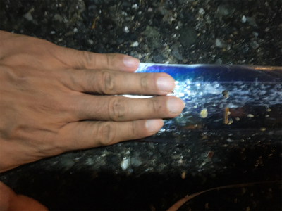 ウキ釣りでタチウオ