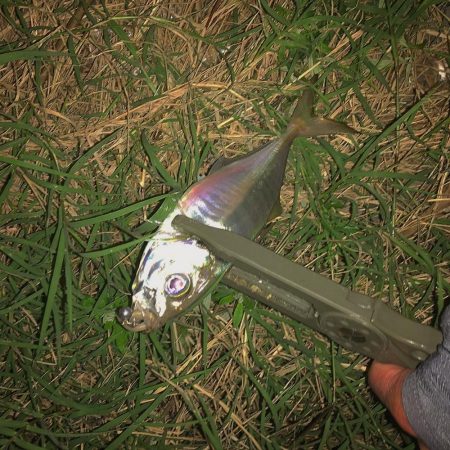 爆風アジング(貴重な止み間に)