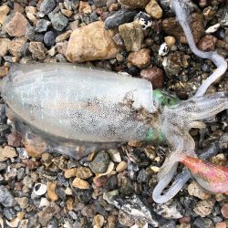 秋イカエギング