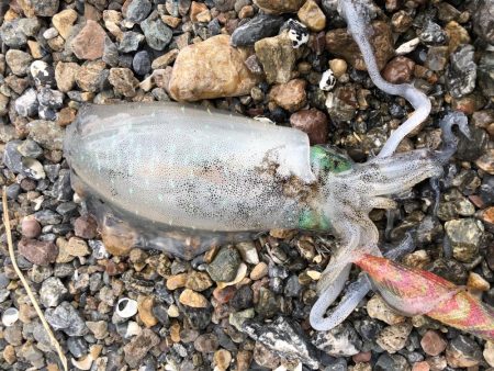 秋イカエギング