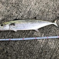 かなりの高活性