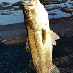 鱸狙いで行きました。