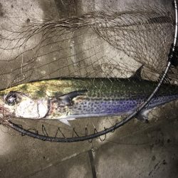 サゴシもアナゴも一回り成長！